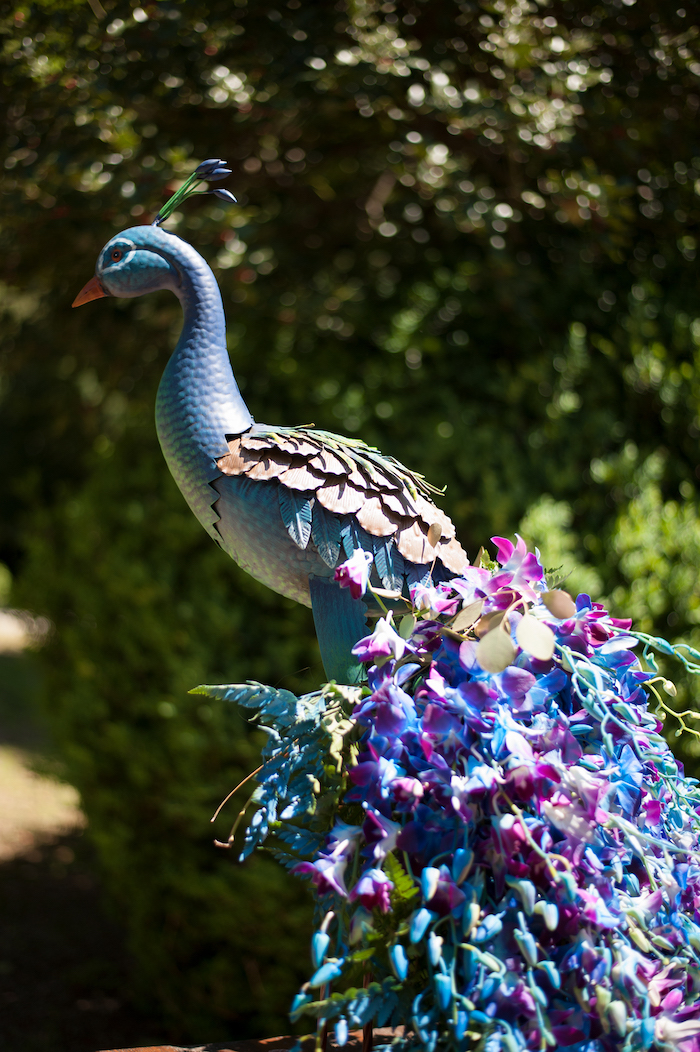 Viene mostrato un pavone con piume verdi e piume blu.